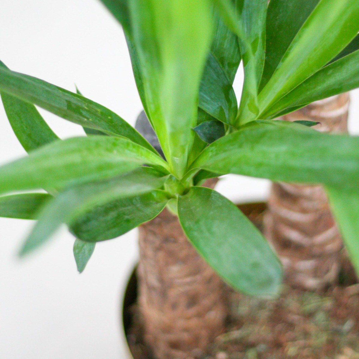  groene bladeren van de Yucca Elephantipes