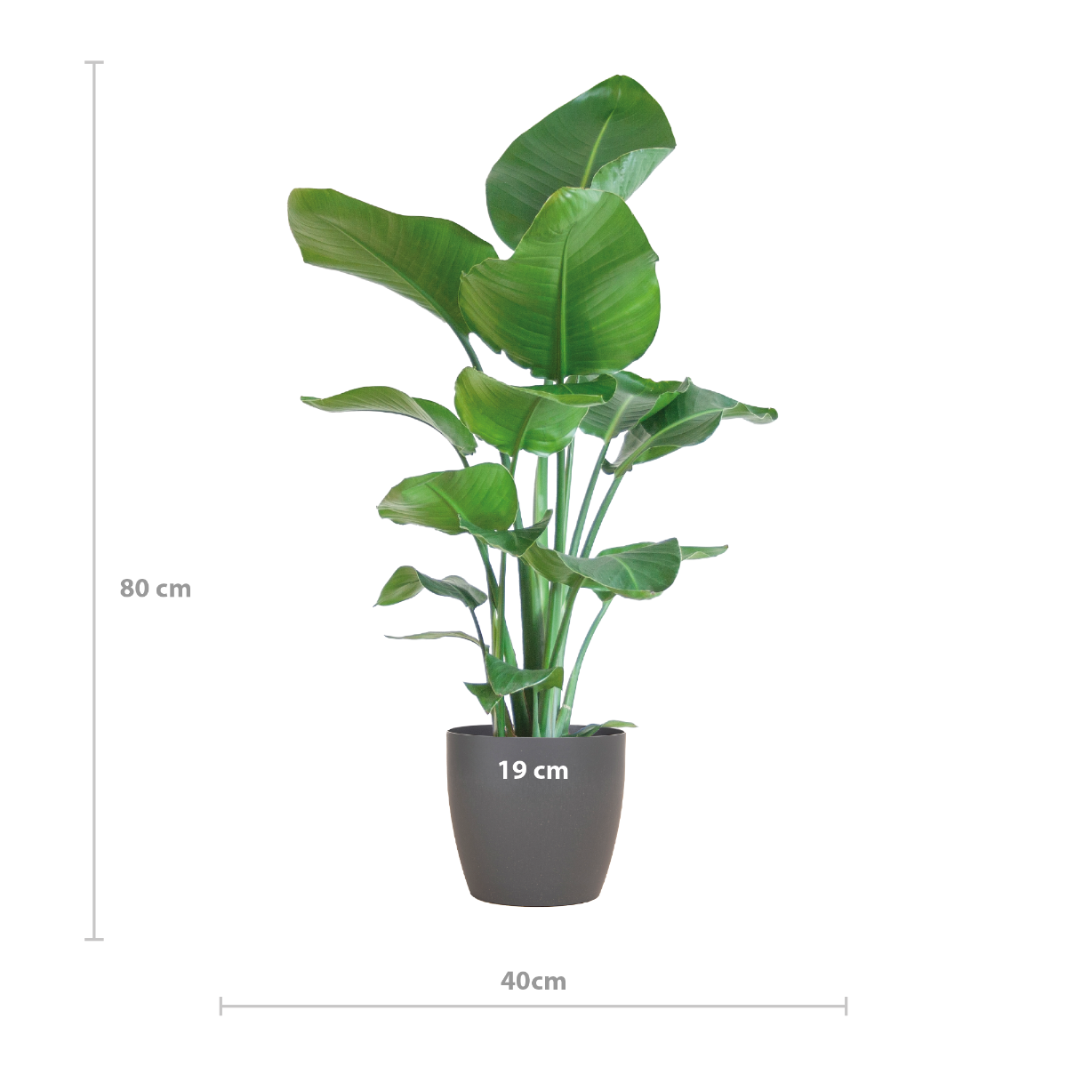 afmetingen Strelitzia nicolai