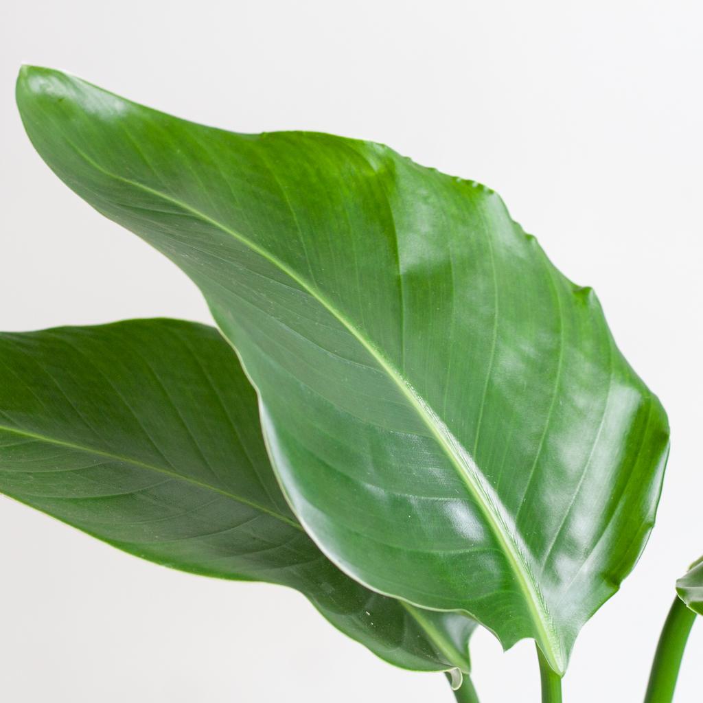 Close-up Strelitzia blad