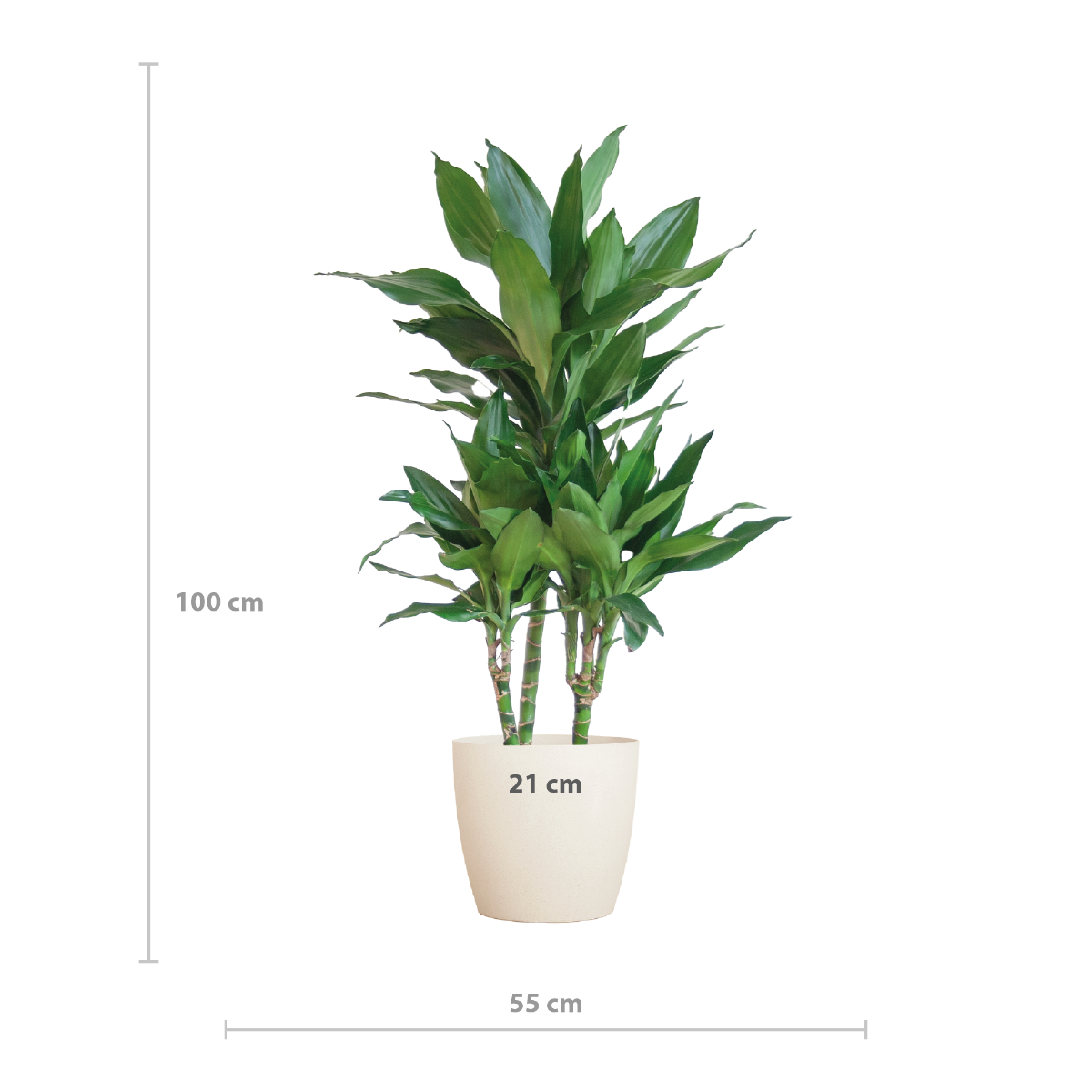 afmeting Dracaena Janet Lind