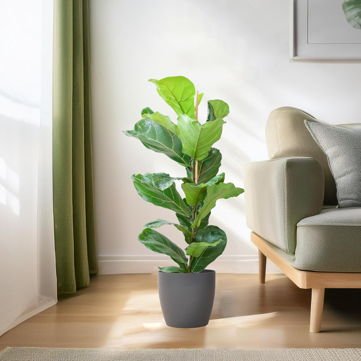 ficus lyrata vioolbladplant 80cm viber sfeer impressie
