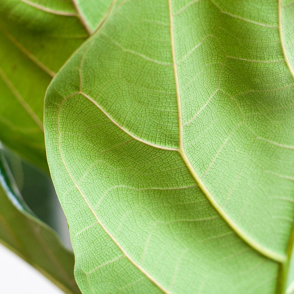 ficus lyrata vioolbladplant close up bladeren