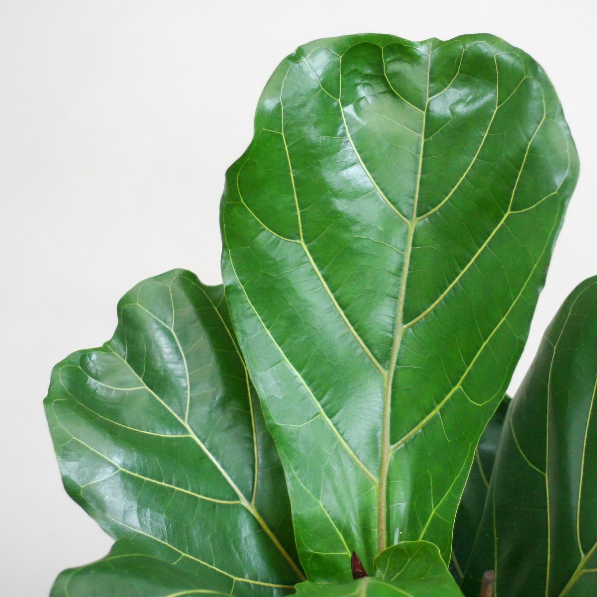 ficus lyrata vioolbladplant bladeren