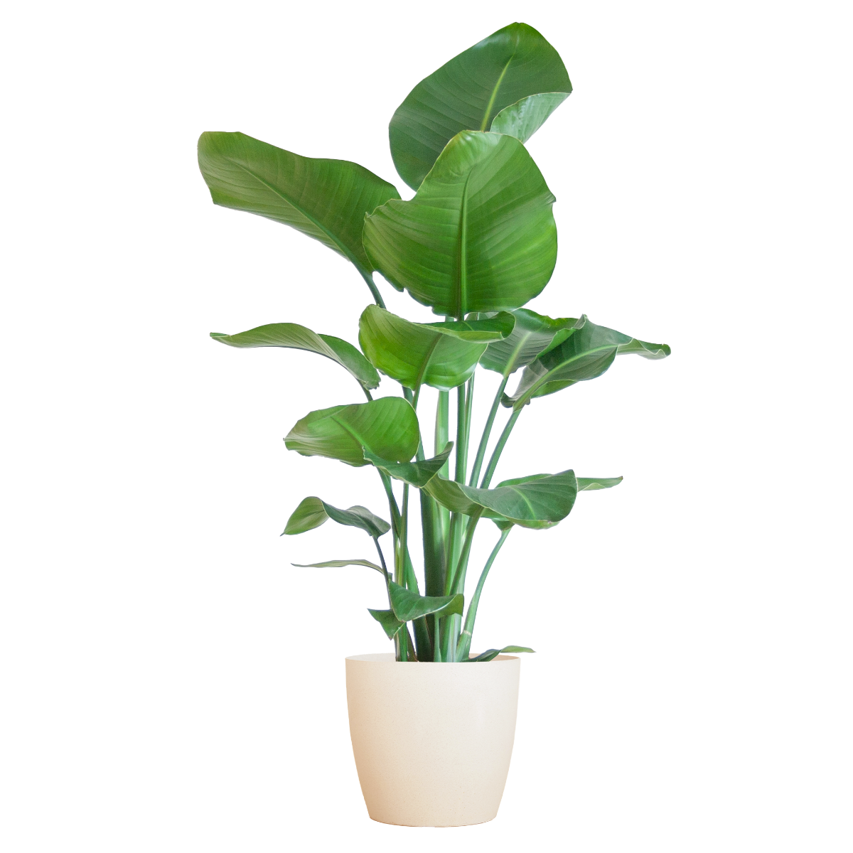 Strelitzia nicolai met Viber pot wit – 80 cm