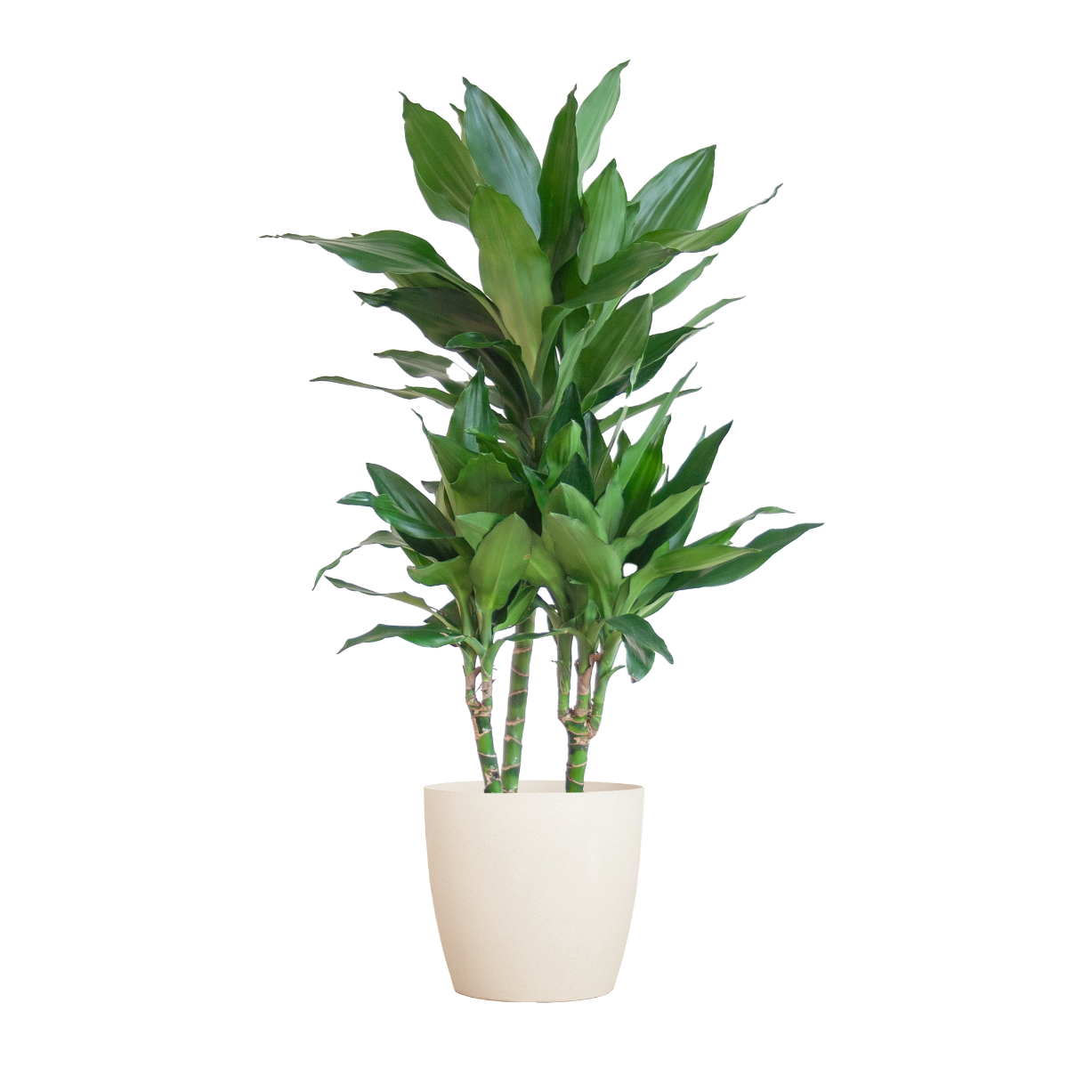Dracaena Janet Lind met Viber wit pot