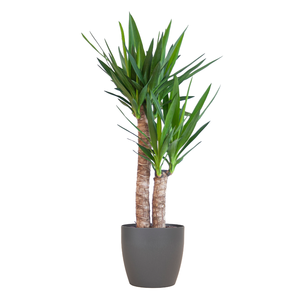 Duurzame Yucca Elephantipes 90 cm in grijze biopot Viber