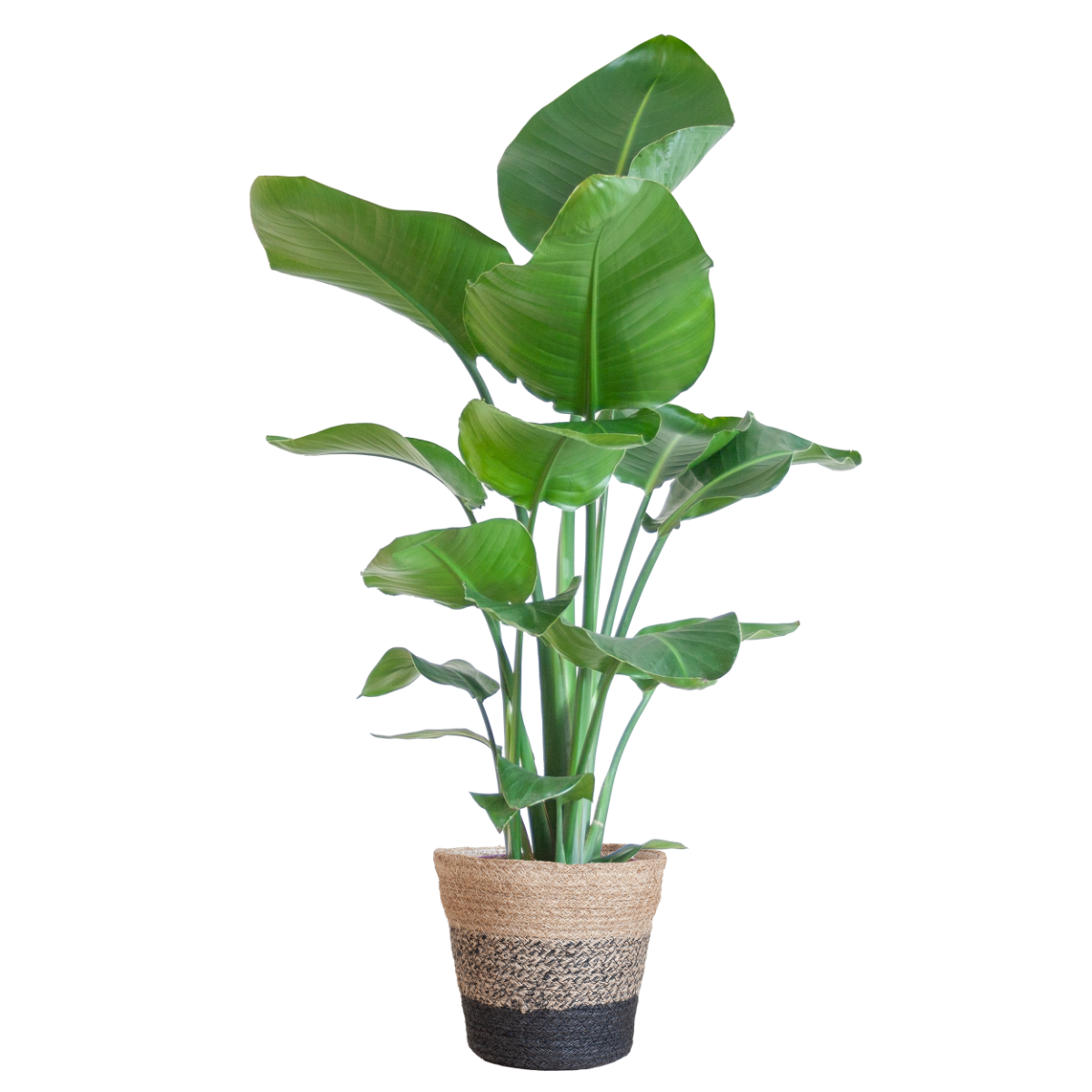 Strelitzia nicolai met Mand Lissabon zwart – 80 cm