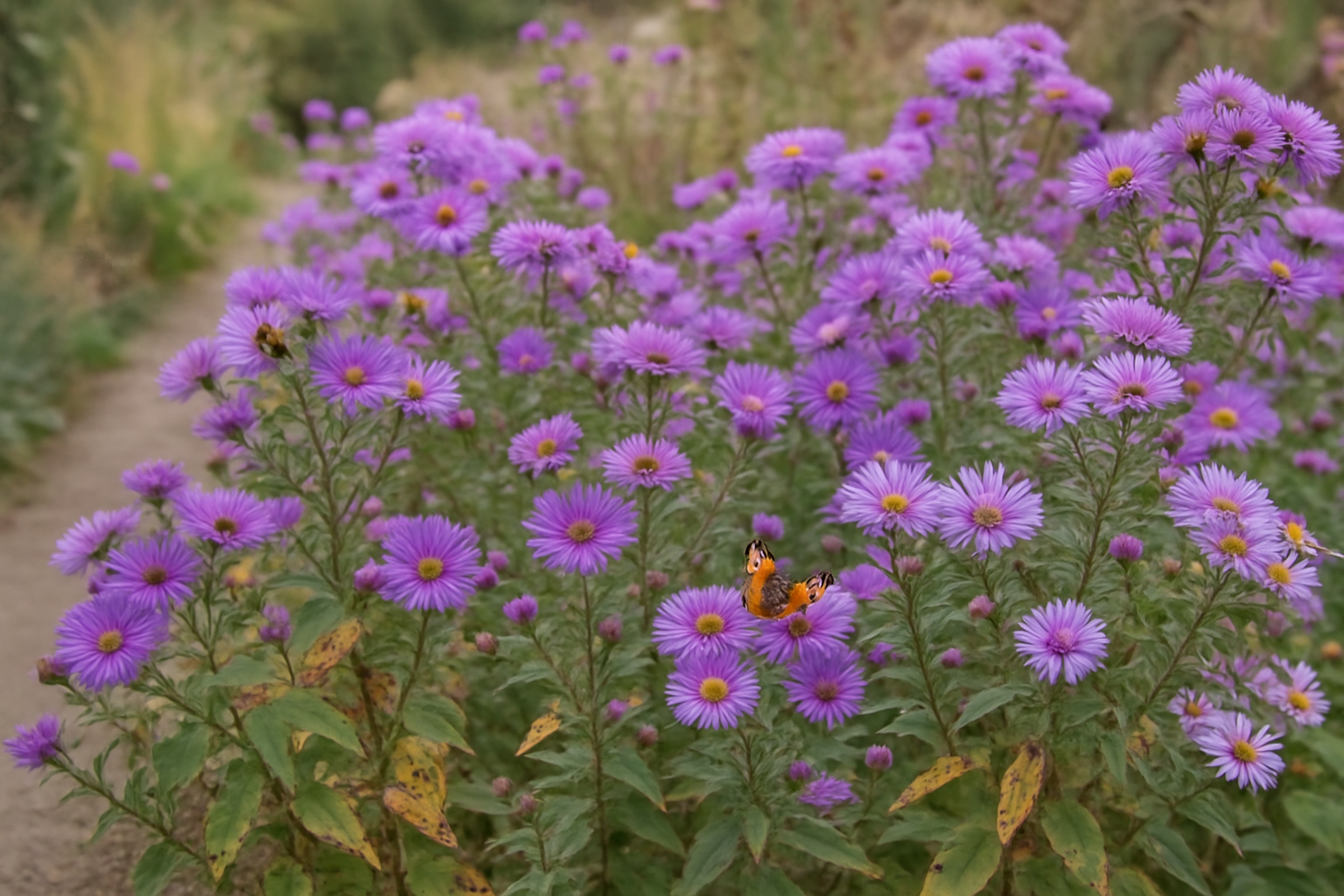 Herbstaster: Ratgeber für einen farbenfrohen Herbstgarten