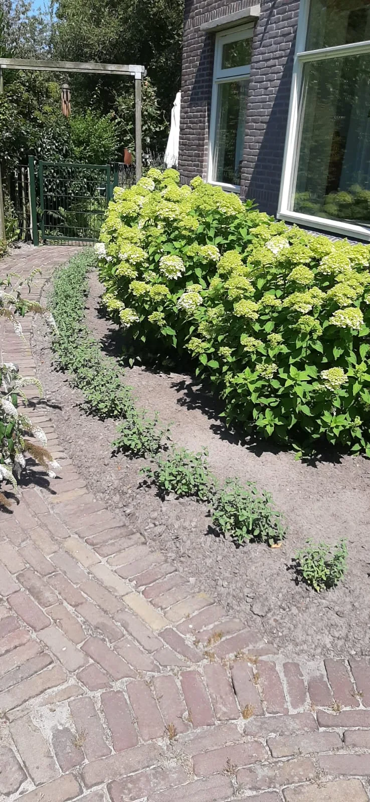 Zwischenphase: Die Rispenhortensie bildet Blüten und die Katzenminze schließt den Beetrand.