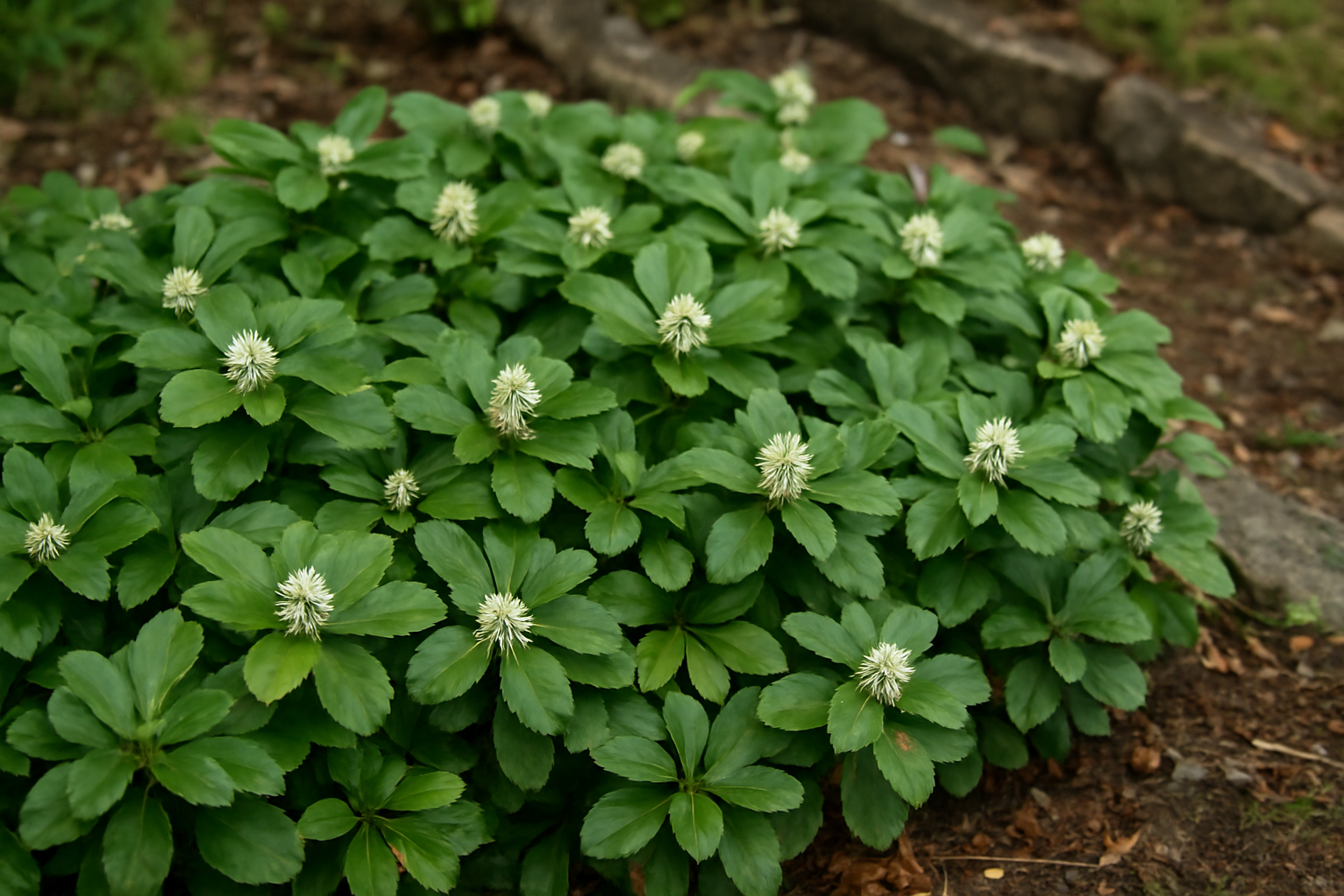 Pachysandra pflegen: Tipps für einen gesunden Bodendecker