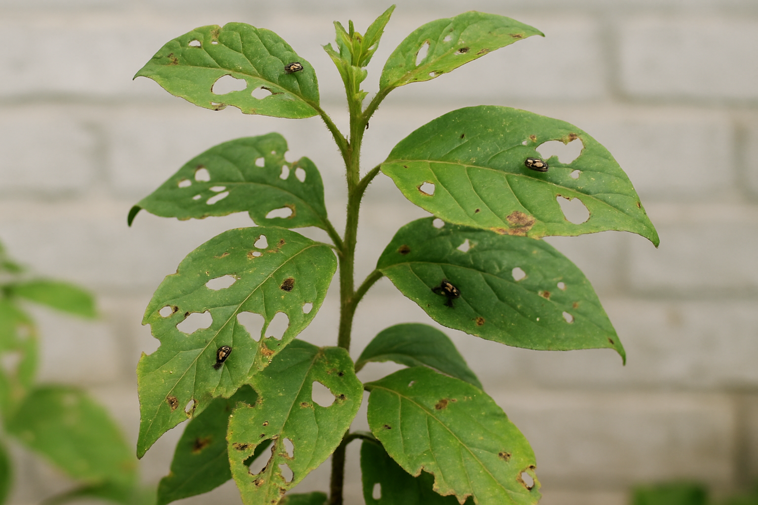 Schädlinge bei Gartenpflanzen: erkennen & handeln