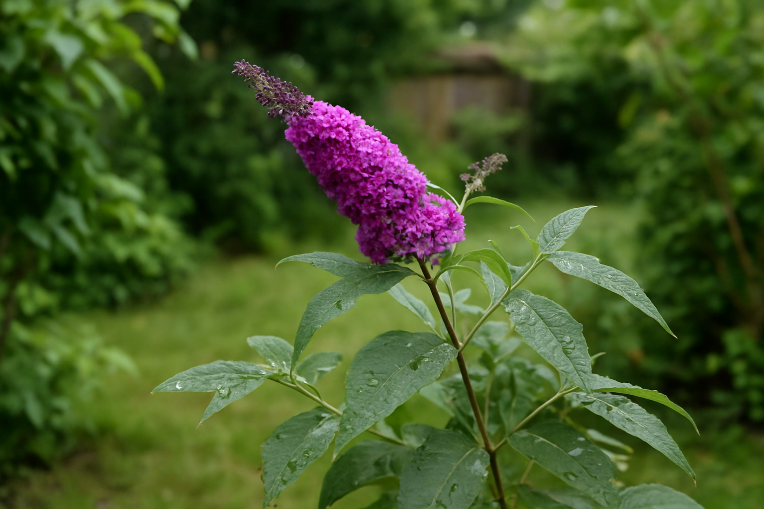 Sommerflieder pflegen: praktische Tipps